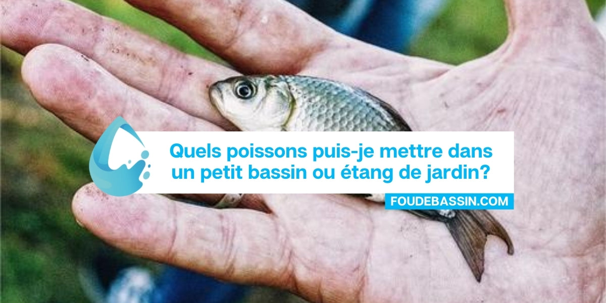 Quels poissons puis-je mettre dans un petit bassin ou étang de jardin?