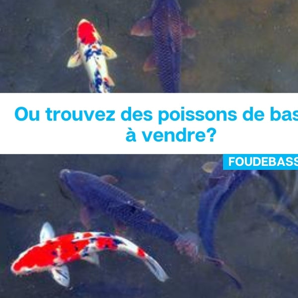 Ou trouvez des poissons de bassin à vendre?