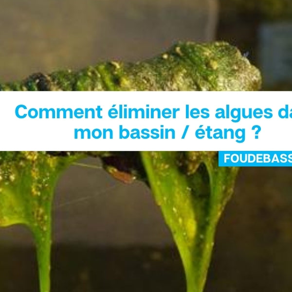 Comment éliminer les algues dans mon bassin / étang ?