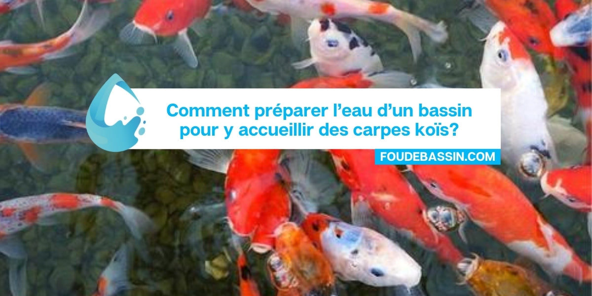 Comment préparer l’eau d’un bassin pour y accueillir des carpes koïs?