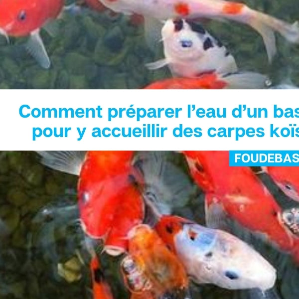 Comment préparer l’eau d’un bassin pour y accueillir des carpes koïs?