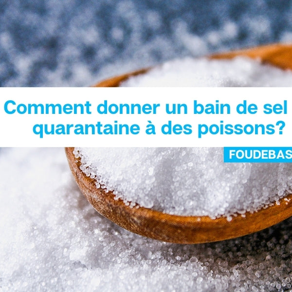 Comment donner un bain de sel en quarantaine à des poissons?