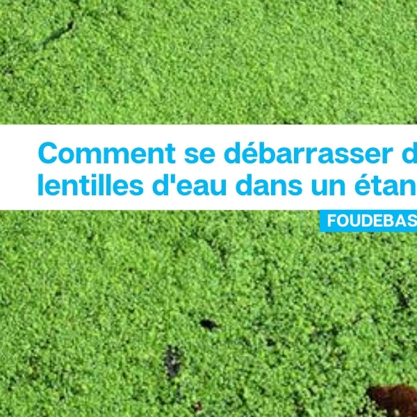 Comment se débarrasser des lentilles d'eau dans un étang?