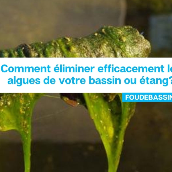 Comment éliminer efficacement les algues de votre bassin ou étang?
