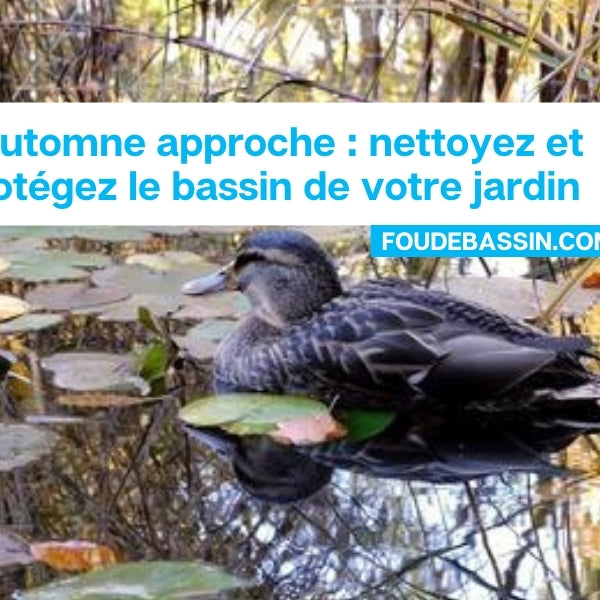 L'automne approche : nettoyez et protégez le bassin de votre jardin