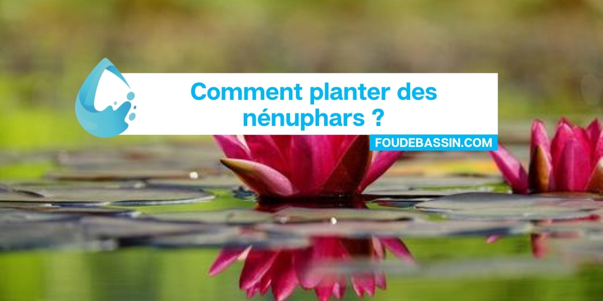 plante aquatique Nénuphar Escarboucle - Expert Bassin - Expert Bassin