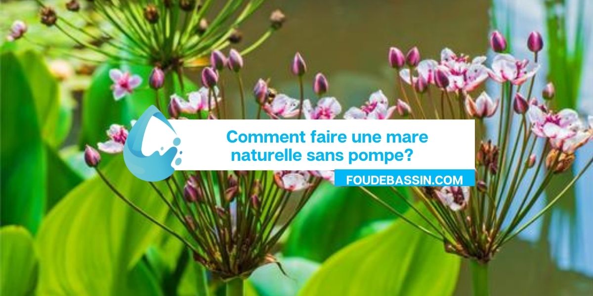 Comment faire une mare naturelle sans pompe?