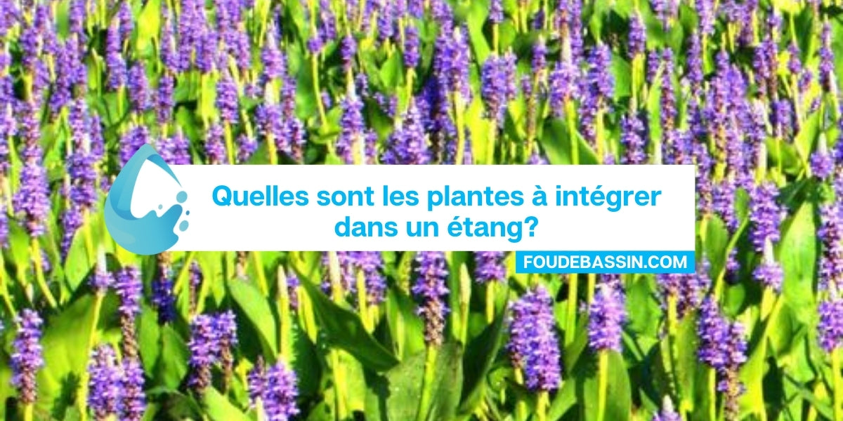 Quelles sont les plantes à intégrer dans un étang?