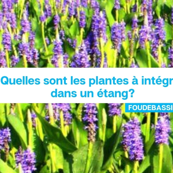 Quelles sont les plantes à intégrer dans un étang?