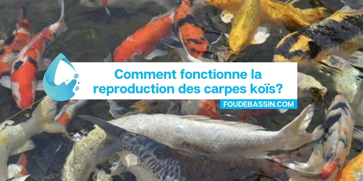 Comment fonctionne la reproduction des carpes koïs?