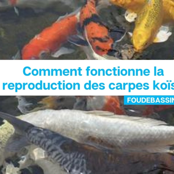 Comment fonctionne la reproduction des carpes koïs?