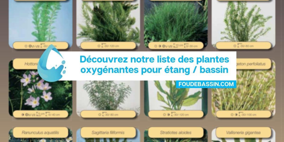 Découvrez notre liste des plantes oxygénantes pour étang / bassin
