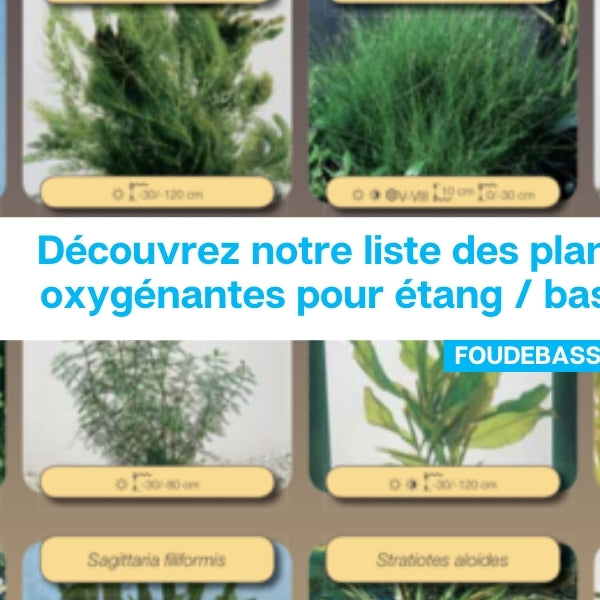 Découvrez notre liste des plantes oxygénantes pour étang / bassin