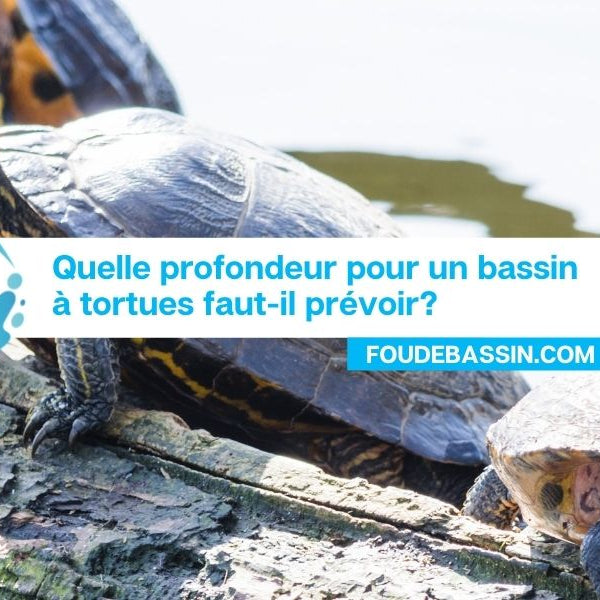 Quelle profondeur pour un bassin à tortue?