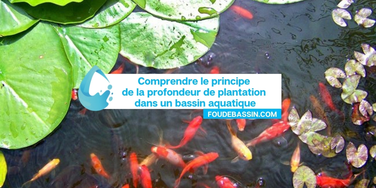 Comprendre le principe de la profondeur de plantation dans un bassin aquatique