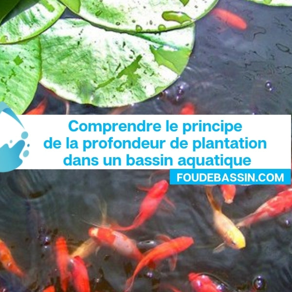 Comprendre le principe de la profondeur de plantation dans un bassin aquatique