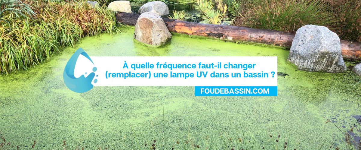 À quelle fréquence faut-il remplacer une lampe UV dans un bassin ?