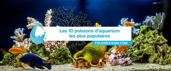 Les 10 poissons d'aquarium les plus populaires