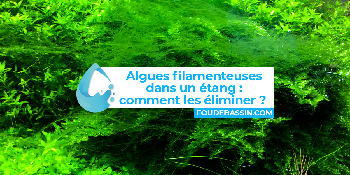 Algues filamenteuses dans un bassin ou un étang : comment les éliminer ?