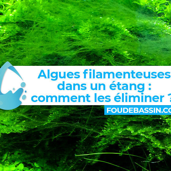 Algues filamenteuses dans un bassin ou un étang : comment les éliminer efficacement ?