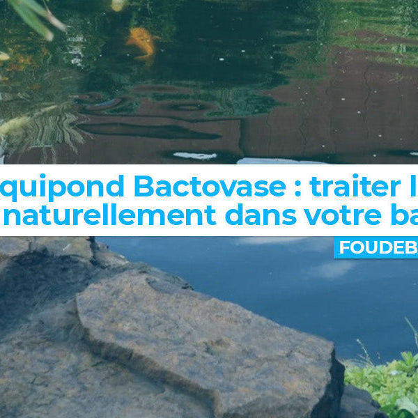 Bactovase : une solution efficace pour nettoyer la vase