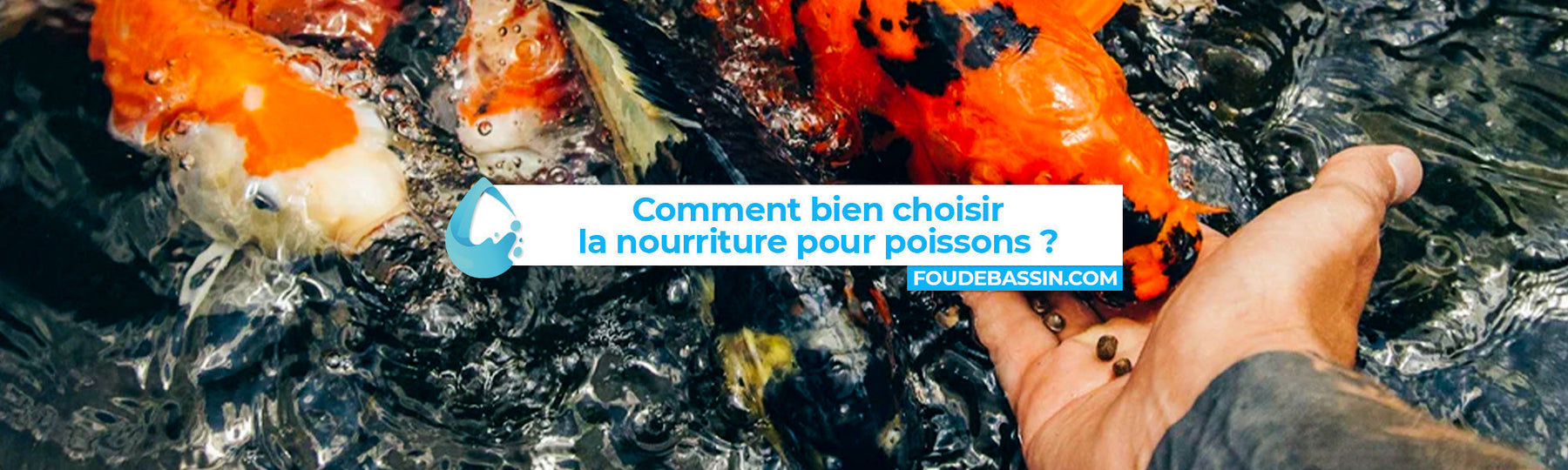 Comment nourrir correctement les poissons de bassin et d’étang ?