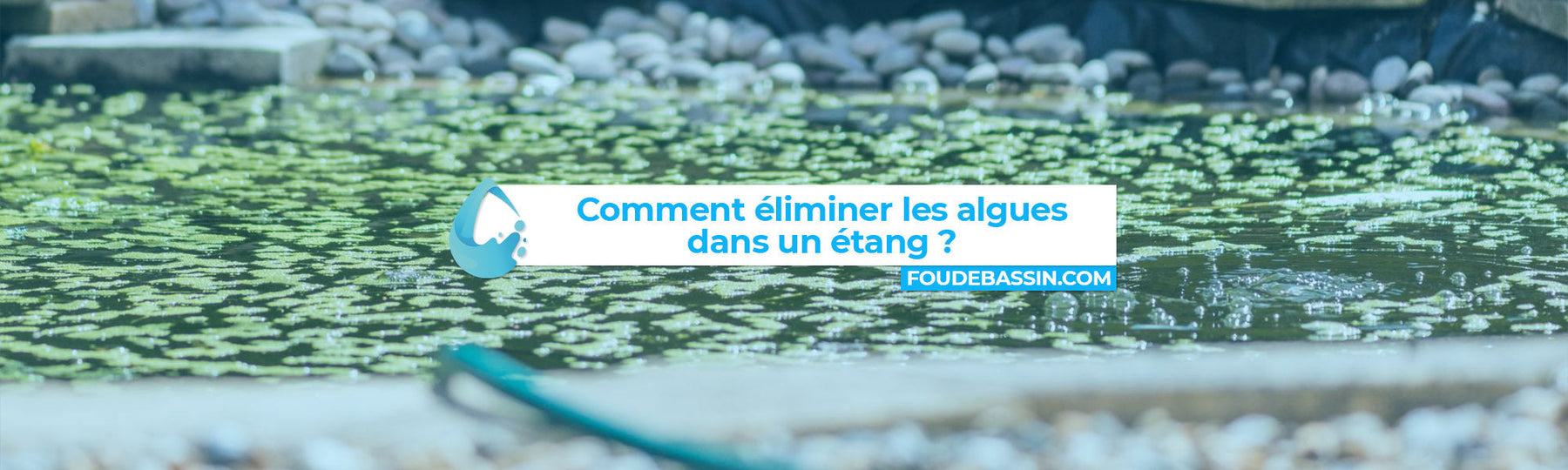 Comment éliminer les algues dans un étang : méthodes naturelles et efficaces