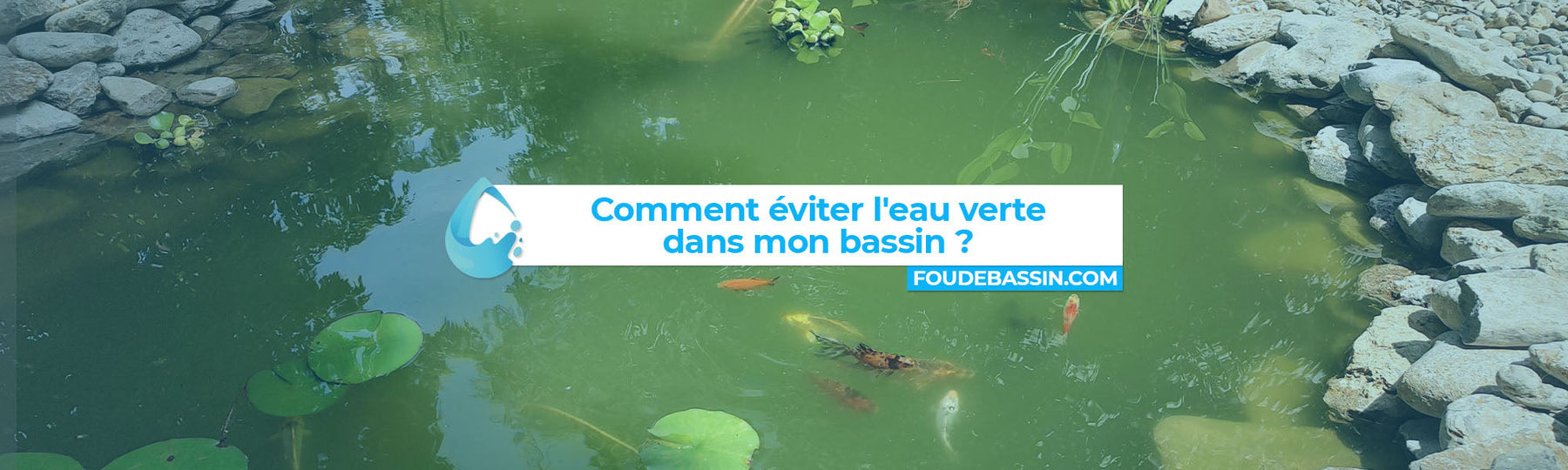 Bannière de l'article qui explique comment éviter que l'eau du bassin verdisse