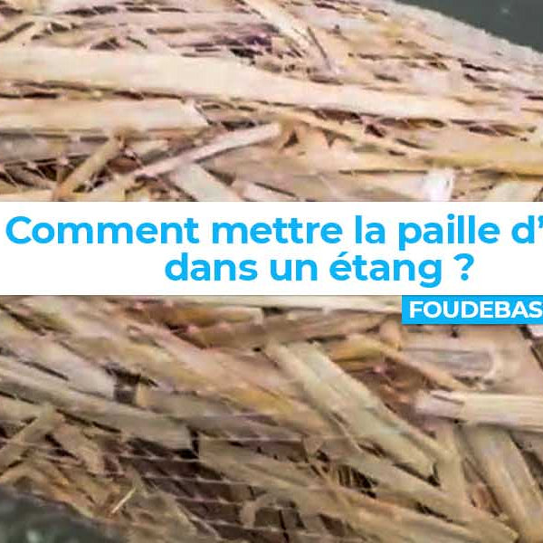 Comment mettre la paille d’orge dans un étang?