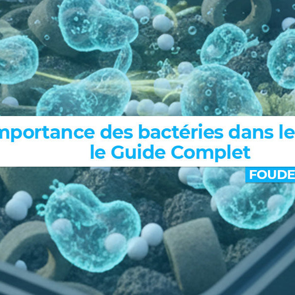 L'importance des bactéries dans votre bassin : le Guide complet pour débutants et amateurs