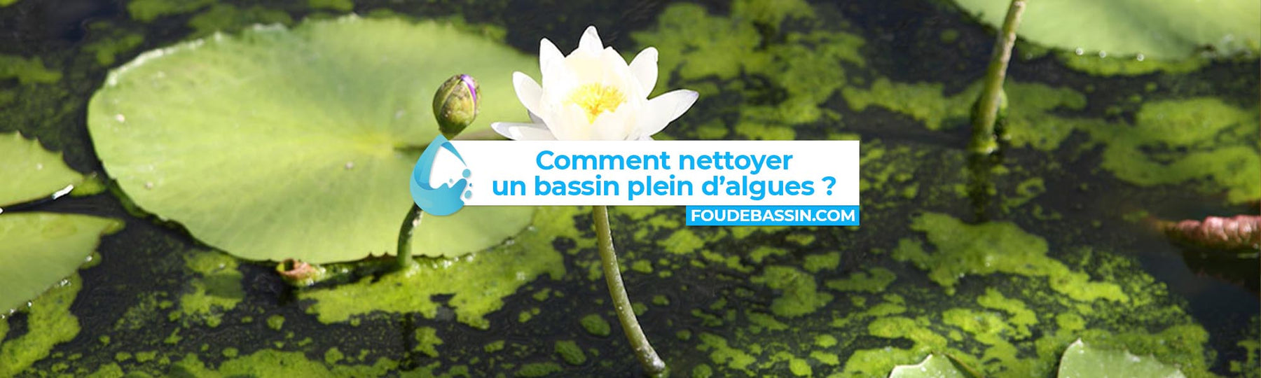 Comment nettoyer un bassin plein d'algues?