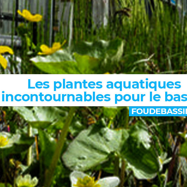 Plantes aquatiques incontournables pour le bassin