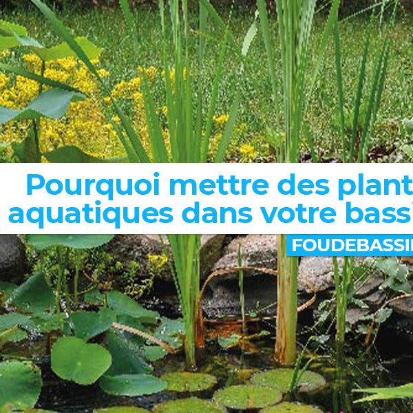 Pourquoi mettre des plantes aquatiques dans le bassin ?