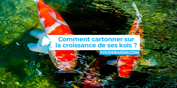 Comment cartonner sur la croissance de ses carpes koïs ?