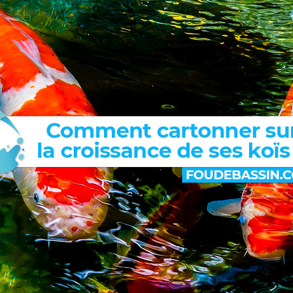 Comment cartonner sur la croissance de ses carpes koïs ?