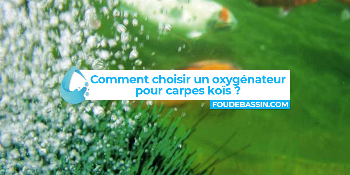 Comment choisir un oxygénateur ou pompe à air pour les carpes koïs ?