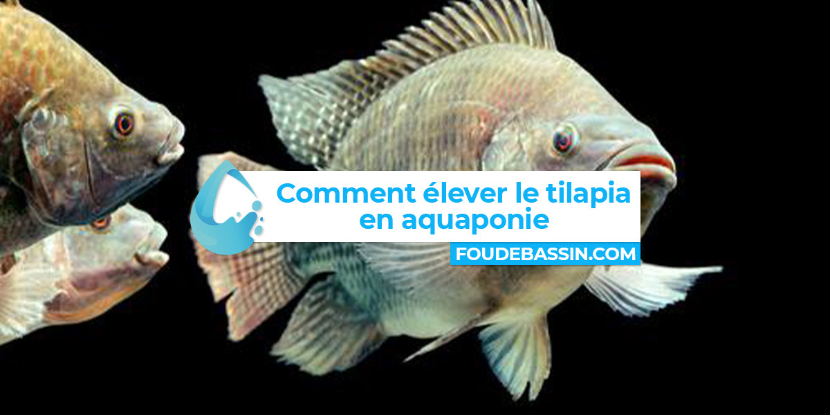 Élever le tilapia en aquaponie