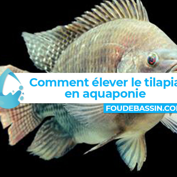 Élever le tilapia en aquaponie