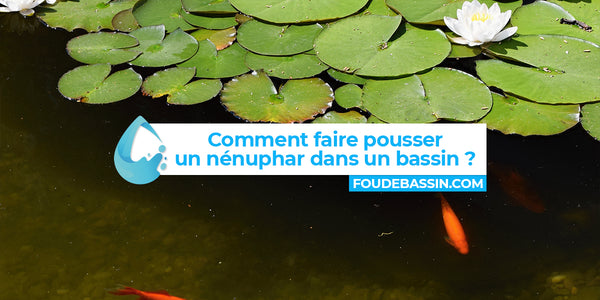 ¿Cómo cultivar un nenúfar en un estanque o lago?