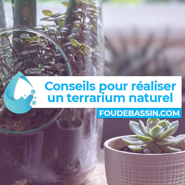 6 conseils pour réaliser un terrarium naturel