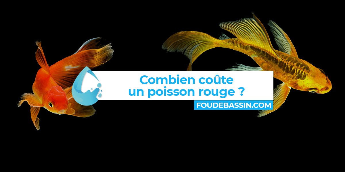 Combien coûte un poisson rouge?