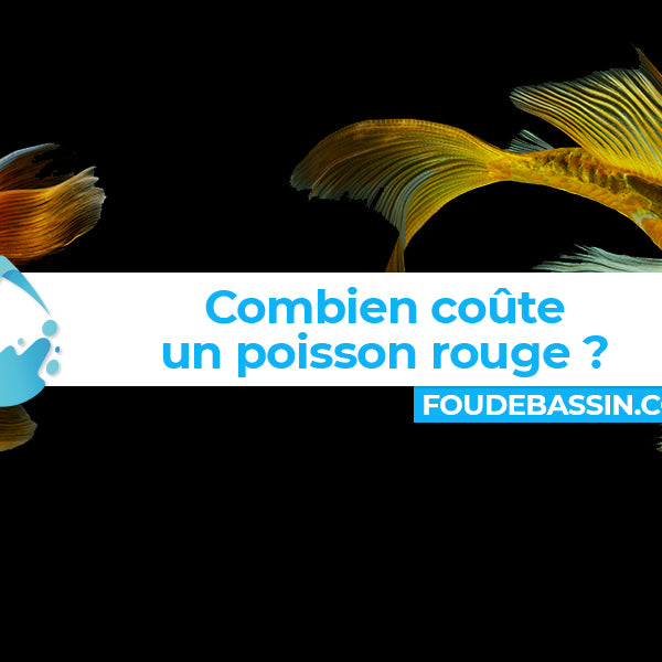 Combien coûte un poisson rouge?