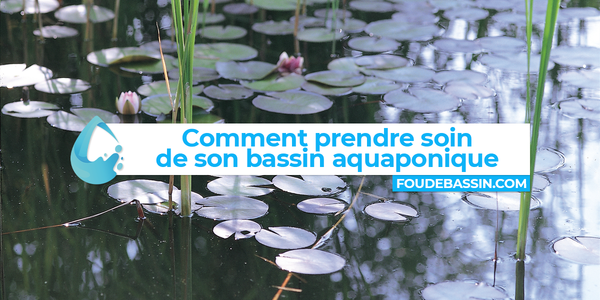Prendre soin de son bassin aquaponique pour l’automne