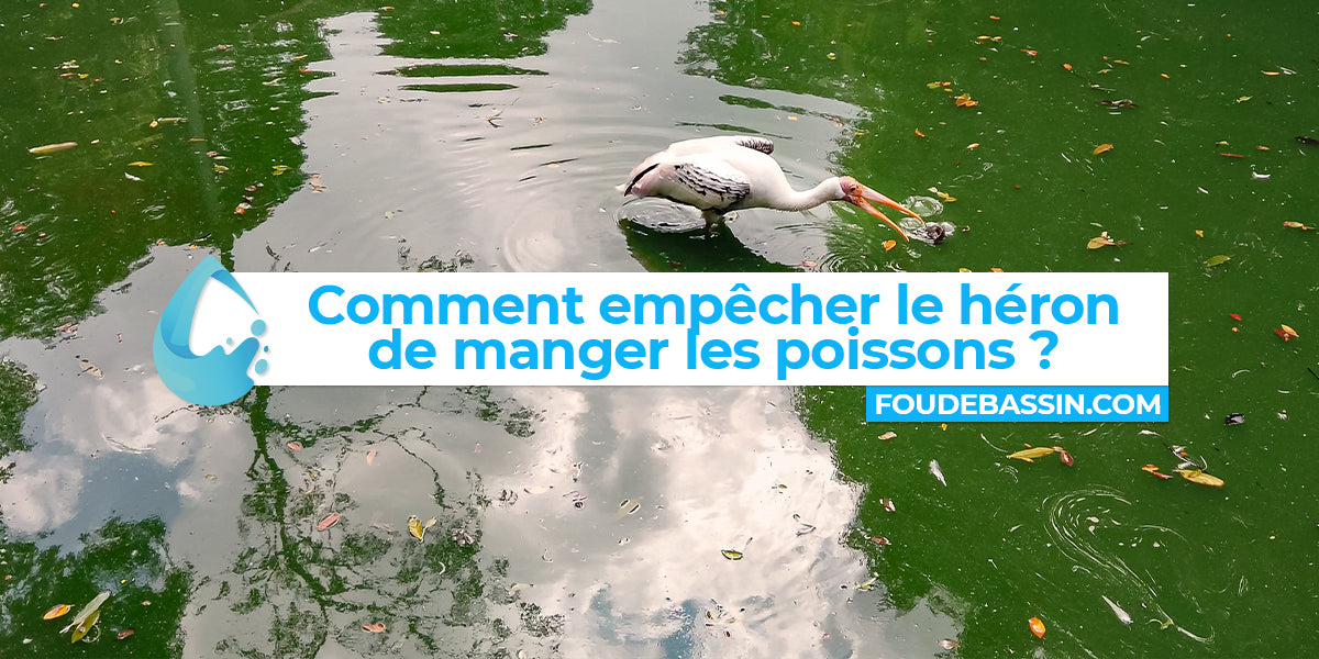 Comment empêcher le héron de manger mes poissons ?