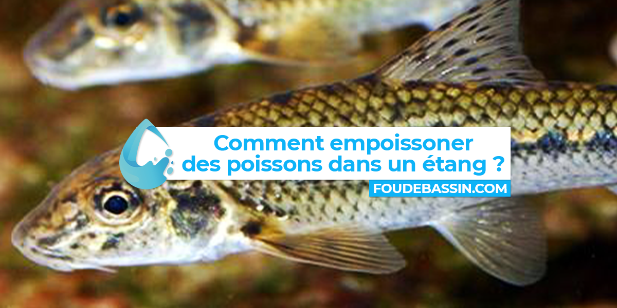 Comment empoissonner des poissons dans un étang?