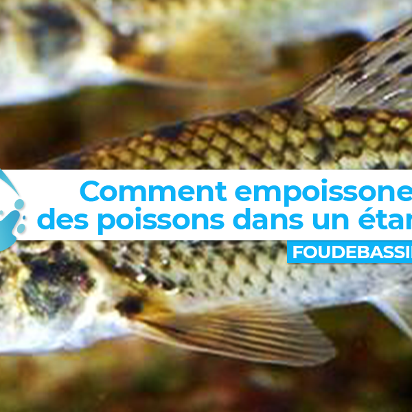 Comment empoissonner des poissons dans un étang?