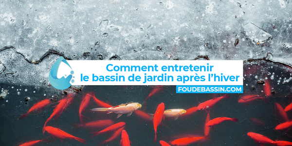 Comment entretenir le bassin de jardin après l’hiver ?