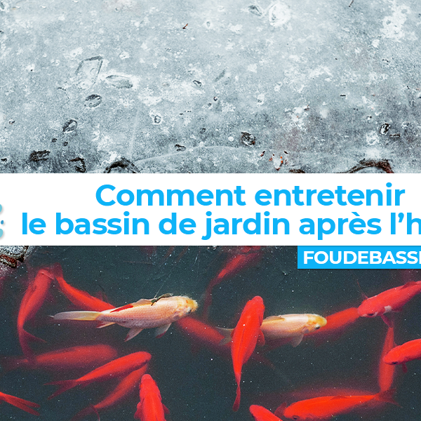 Comment entretenir le bassin de jardin après l’hiver ?
