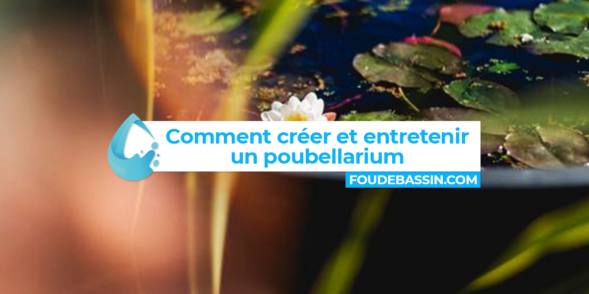 Poubellarium : Créer et entretenir facilement son bassin poubellarium d'extérieur