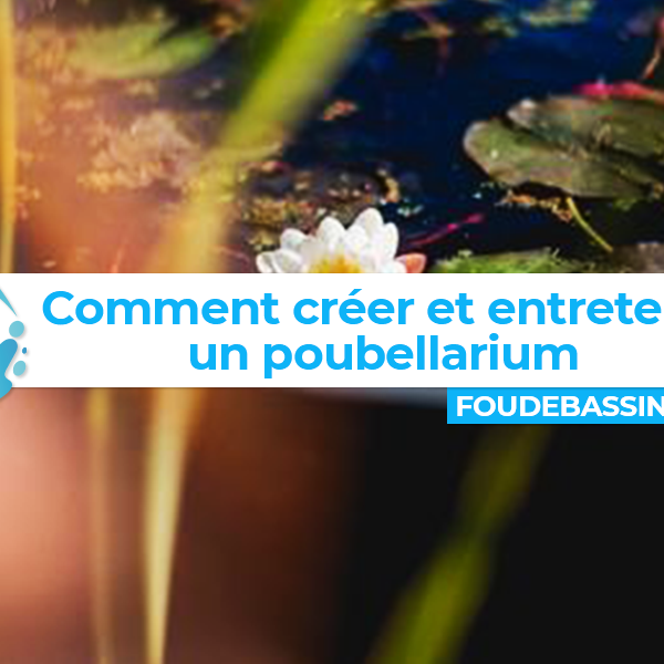 Poubellarium : Créer et entretenir facilement son bassin poubellarium d'extérieur
